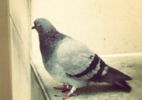 Post Image